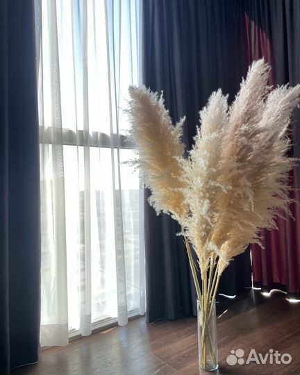 Пампасная трава