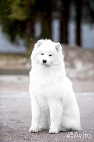 Самоед девочка от титулованных родителей