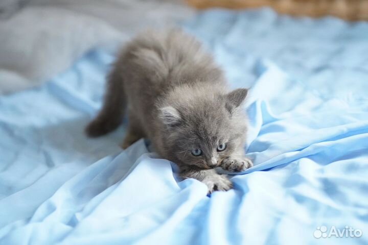 Тыгыдык британский котенок девочка