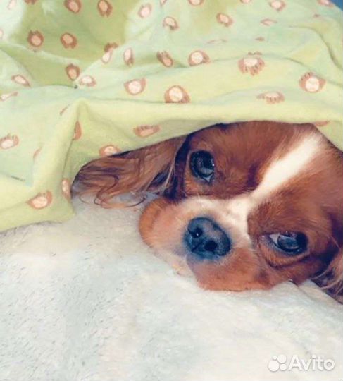 Спаниель мини кавалер щеночки