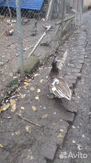 Утята разного возраста