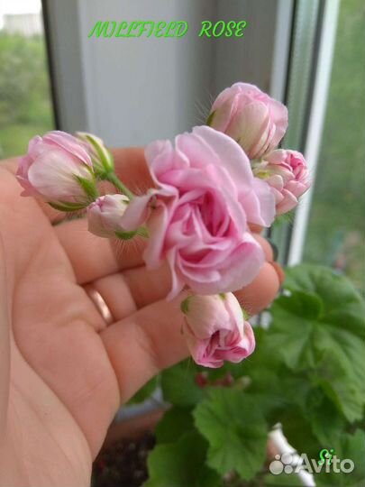 Пеларгония Millfield Rose