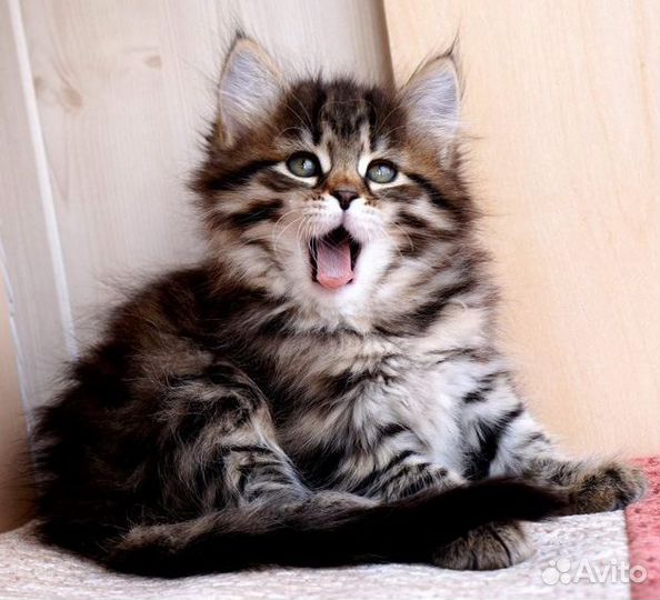 Сибирские котята, очень красивые