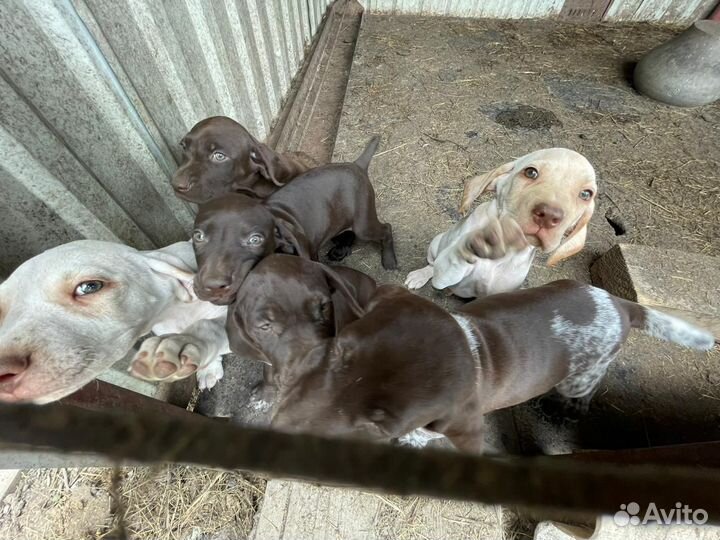 Щенки курцхаара