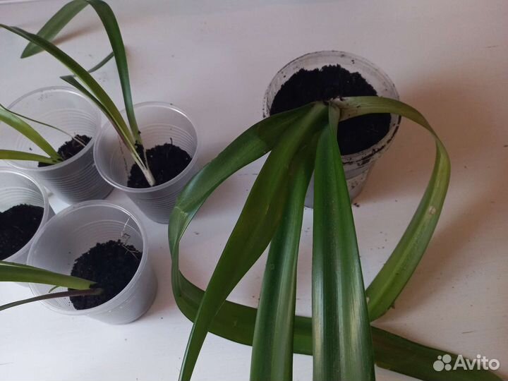 Гиппиаструм, аморалис, гипераструм