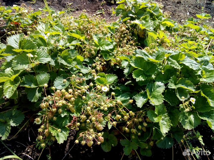 Питомник-С реализует рассаду земклуники Купчиха