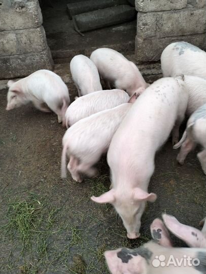 Поросята