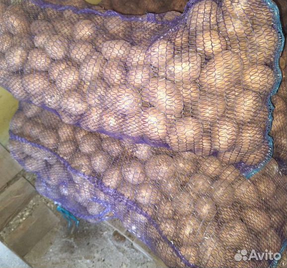 Семенной картофель гала