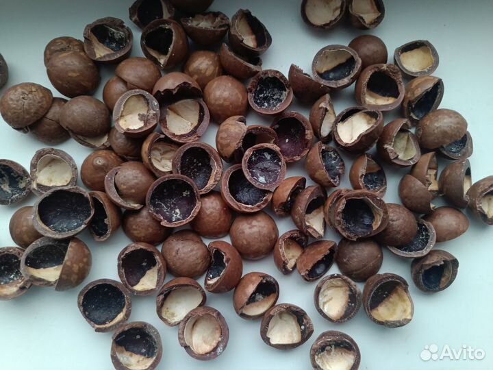 Скорлупа макадамия