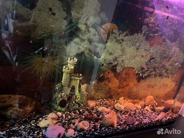 Аквариум