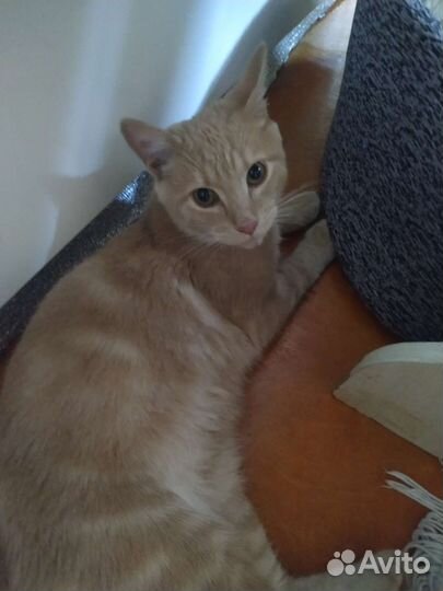 Кошки в добрые руки бесплатно