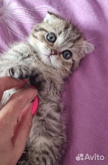 Шотландские вислоухие котята