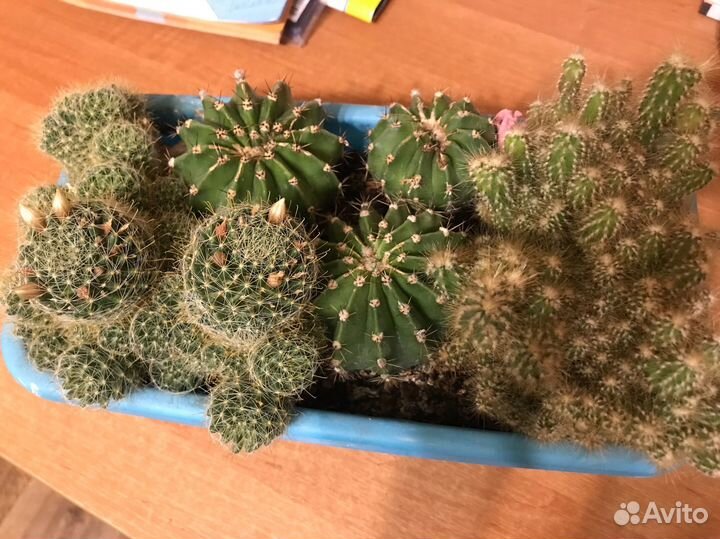 Алоэ, кактусы