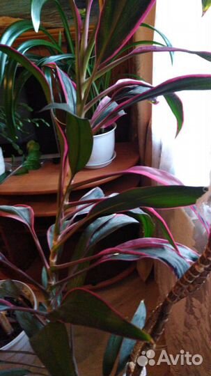 Цветы комнатные