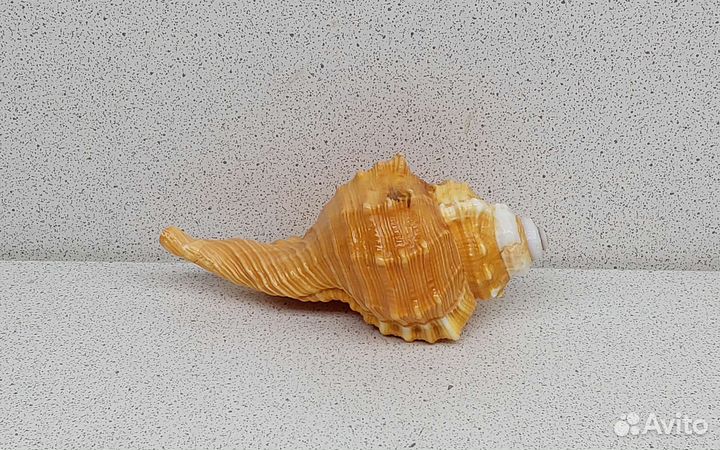 Циматиум Пурам 9,3 морская ракушка раковина