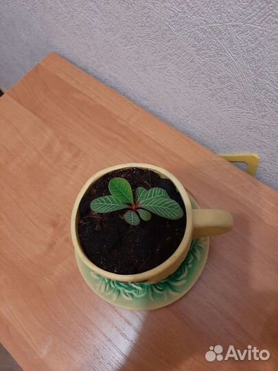 Молочай беложильчатый (эуфорбия)