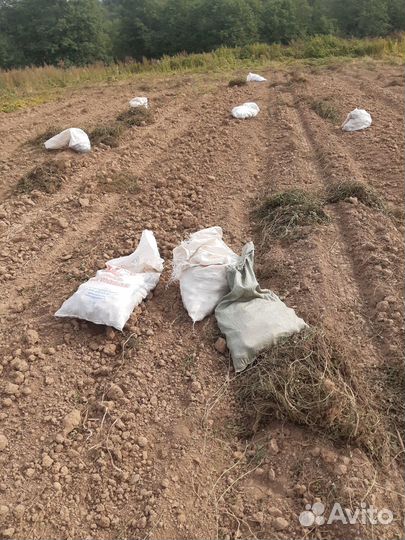 Продам картофель сорт Гала без химии