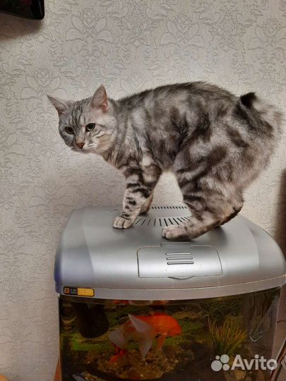 Отдам кота
