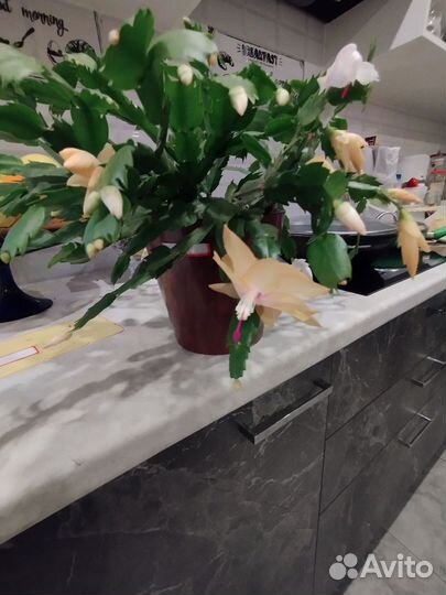 Декабрист белый, красный, жёлтый