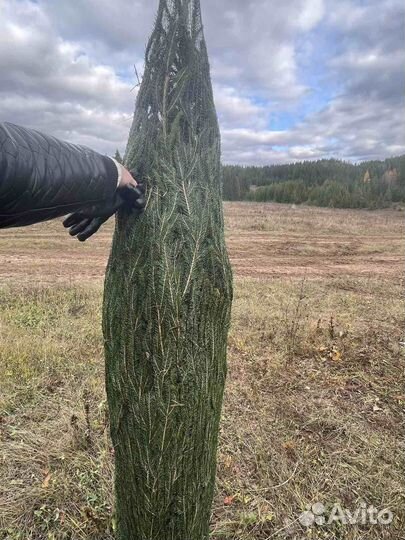 Сосны, ели оптом