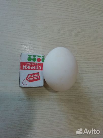 Яйца деревенских уток