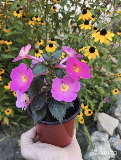 Комнатные цветы,растения,ахименесы