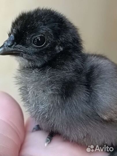 Цыплята ухейилюй