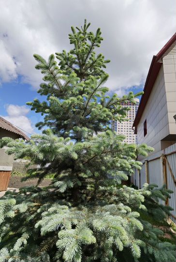 Дом 50 м² на участке 4 сот.