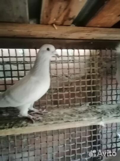 Продажа голубей