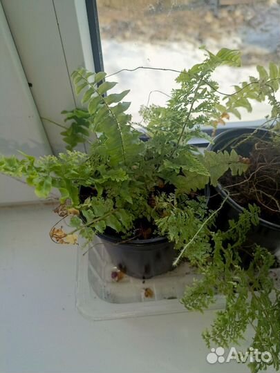 Папоротник