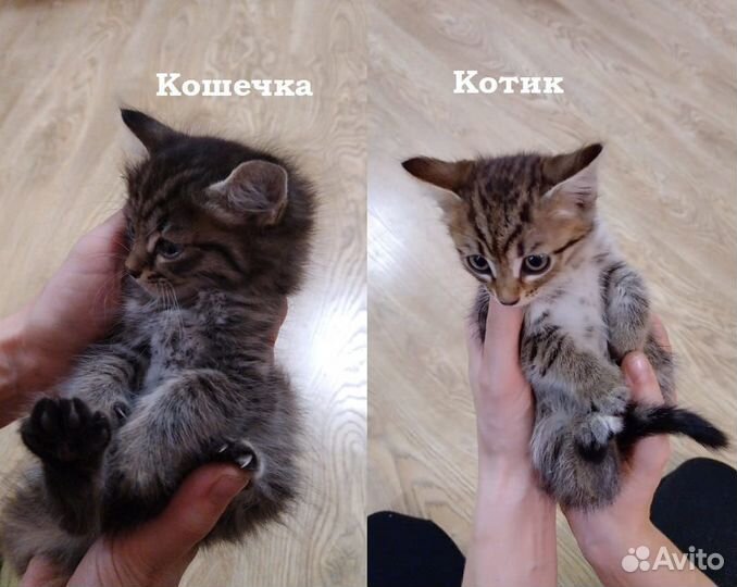 Кошка в дар
