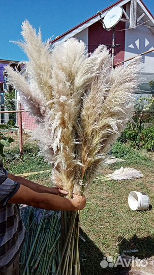 Пампасная трава. Кортадерия