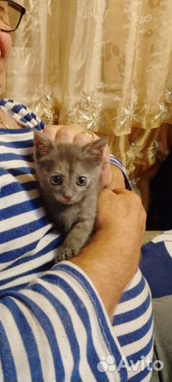 Кошки бесплатно