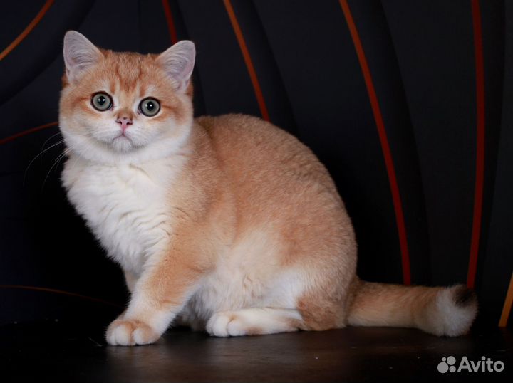 Ласковый и нежный котёнок