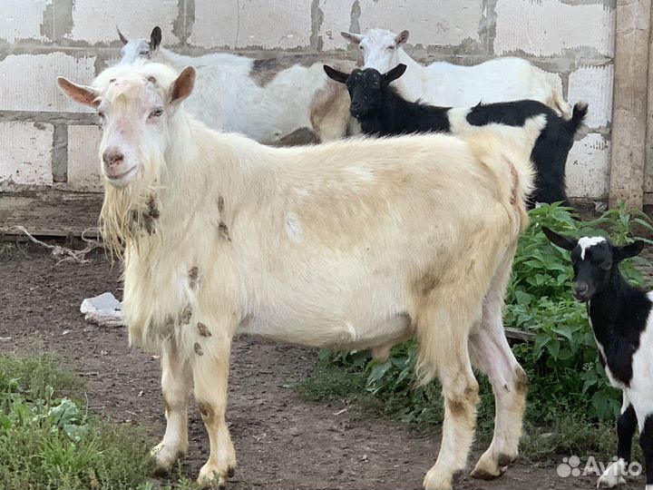 Корова,телка,козел