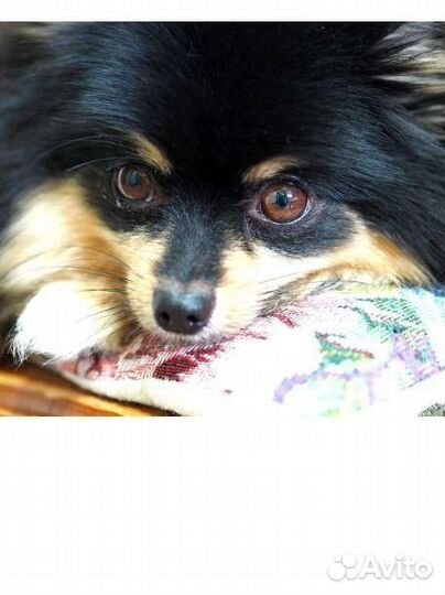 Померанский шпиц