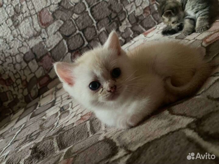 Продам британских котят