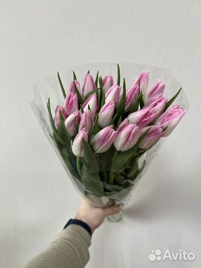 Тюльпаны премиум качество бело-розовый в наличии