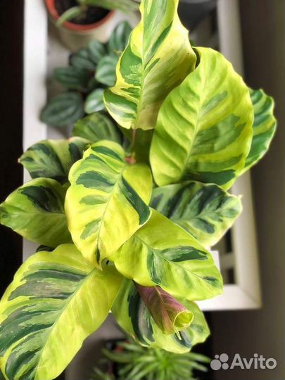 Калатея Yellow Fusion