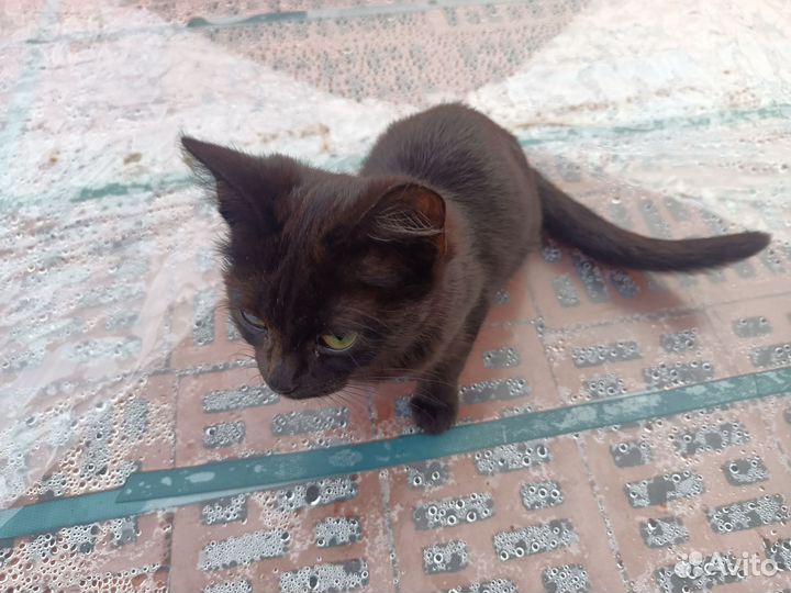 Котенок в добрые руки