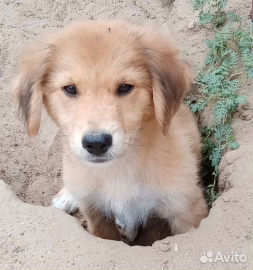 Щенок мальчик от небольшой мамы