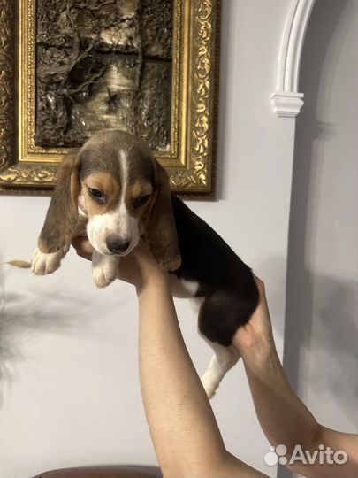 Щенки бигль