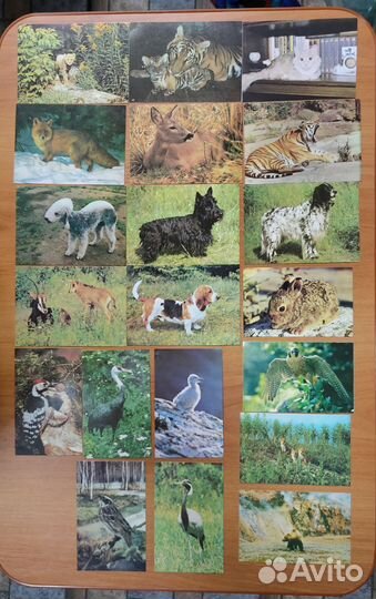 Открытки животных и птиц