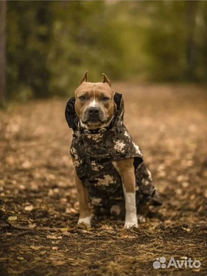 Попона для собак
