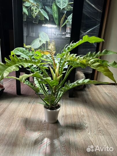 Филодендрон голден крокодил