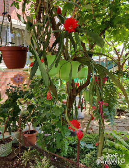 Эпифиллум, криптоцереус, марниера