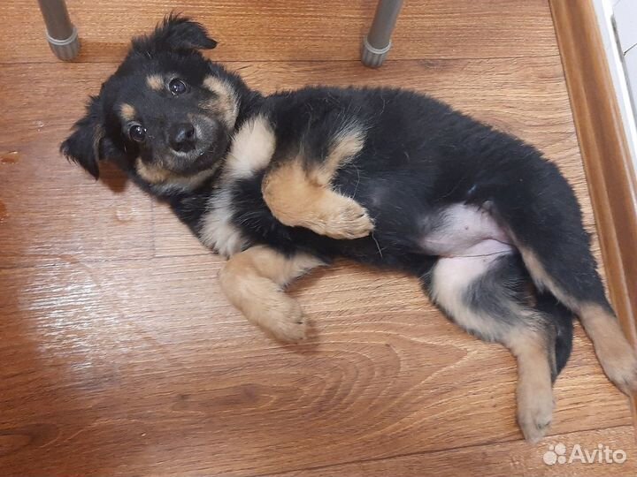 Щенки в добрые руки