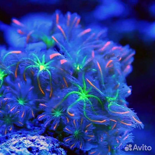 Kораллы для морского аквариума