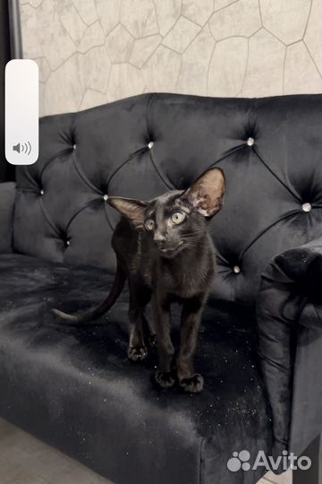 Кошечка в экстримальном типе