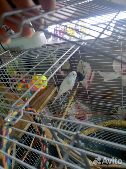 Волнистый попугай,пара